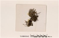 藏品(石蕊屬)的圖片